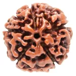 7 Mukhi Rudraksha