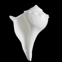 Dakshinavarti Shankh