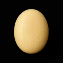 White Coral (Safed Moonga)